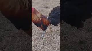 Gilmore Hatch🐓