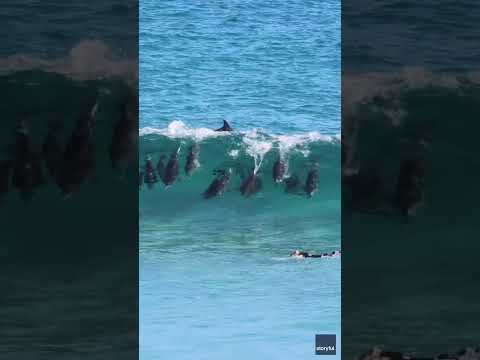 Wipe out! Pod of dolphins zooms under a surfer attempting to catch a wave #Shorts