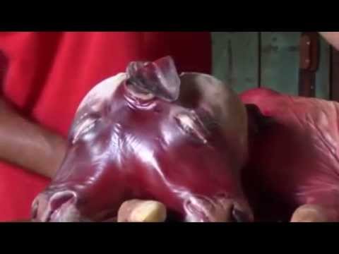 Video: Two-headed Calf From Paraguay