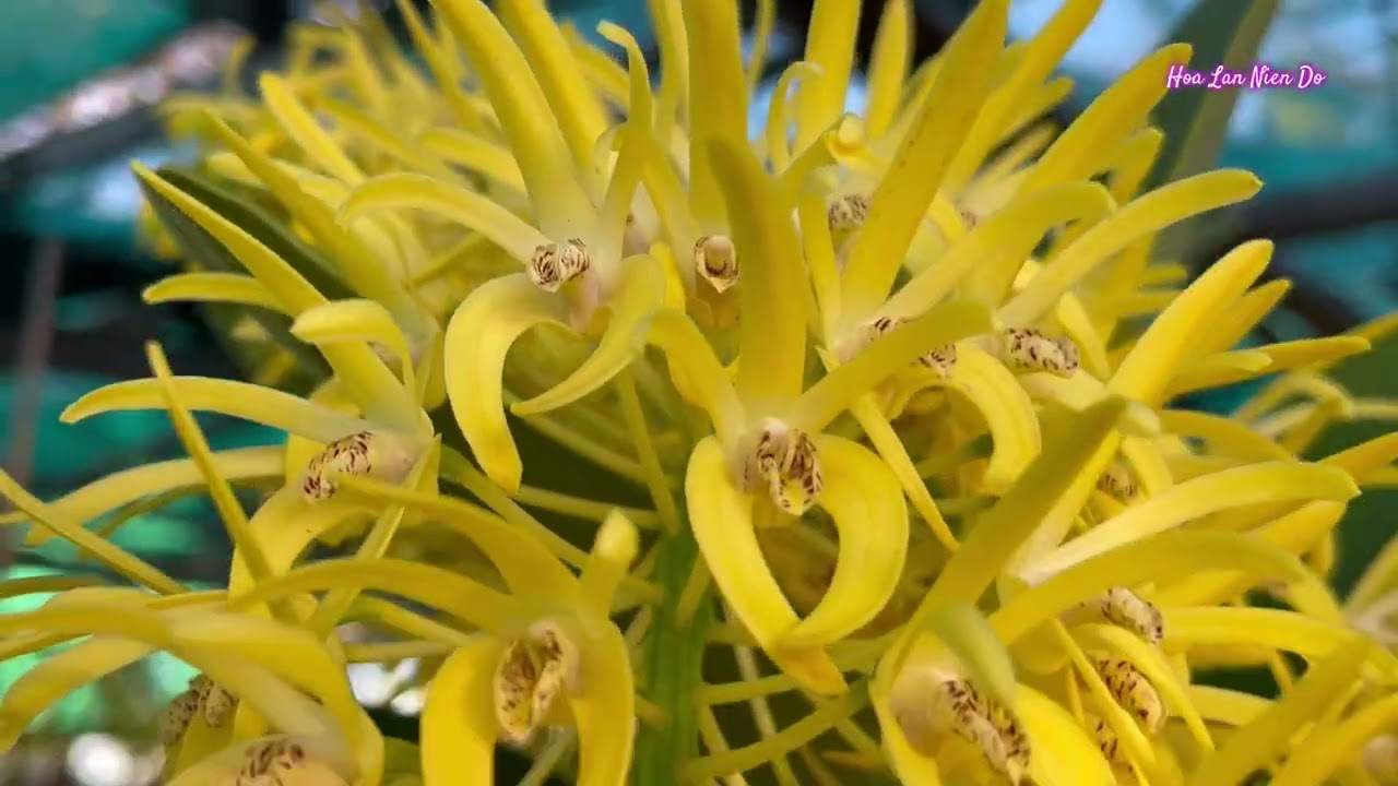 Australian Dendrobiums 2026