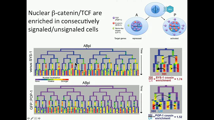 J Murray: Quantitative analysis of context-dependent regulation by the Wnt pathway