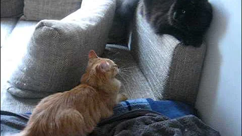 Watch the video about Wrestling cats! mega slamdown !!!