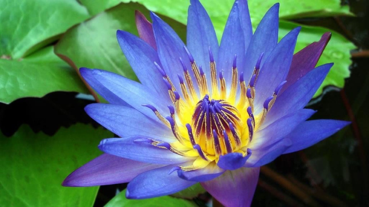 National Flower Of Sri Lanka YouTube