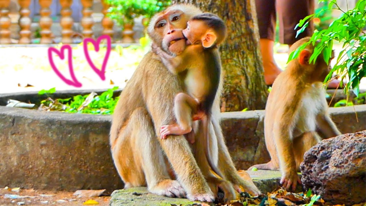 Sweet clip...baby monkey SABA kisses his mom SARIKA so much look so lovely.