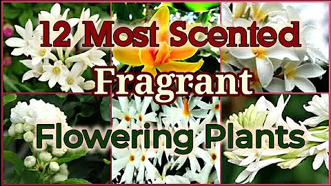 Top 12 Most Scented / Fragrant Flowering plants on Earth - DayDayNews