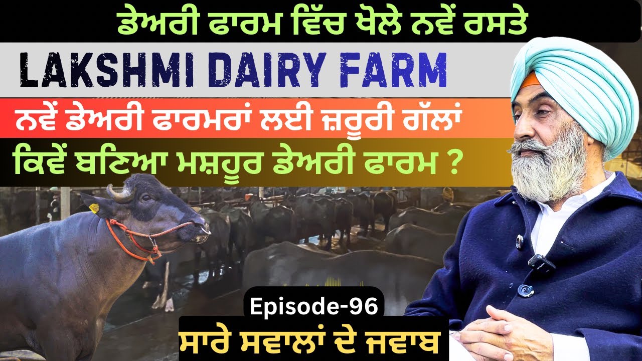 Lakshmi Dairy Farm | How To Star Dairy Farm | Saanjh Dil Ton Dilan Di