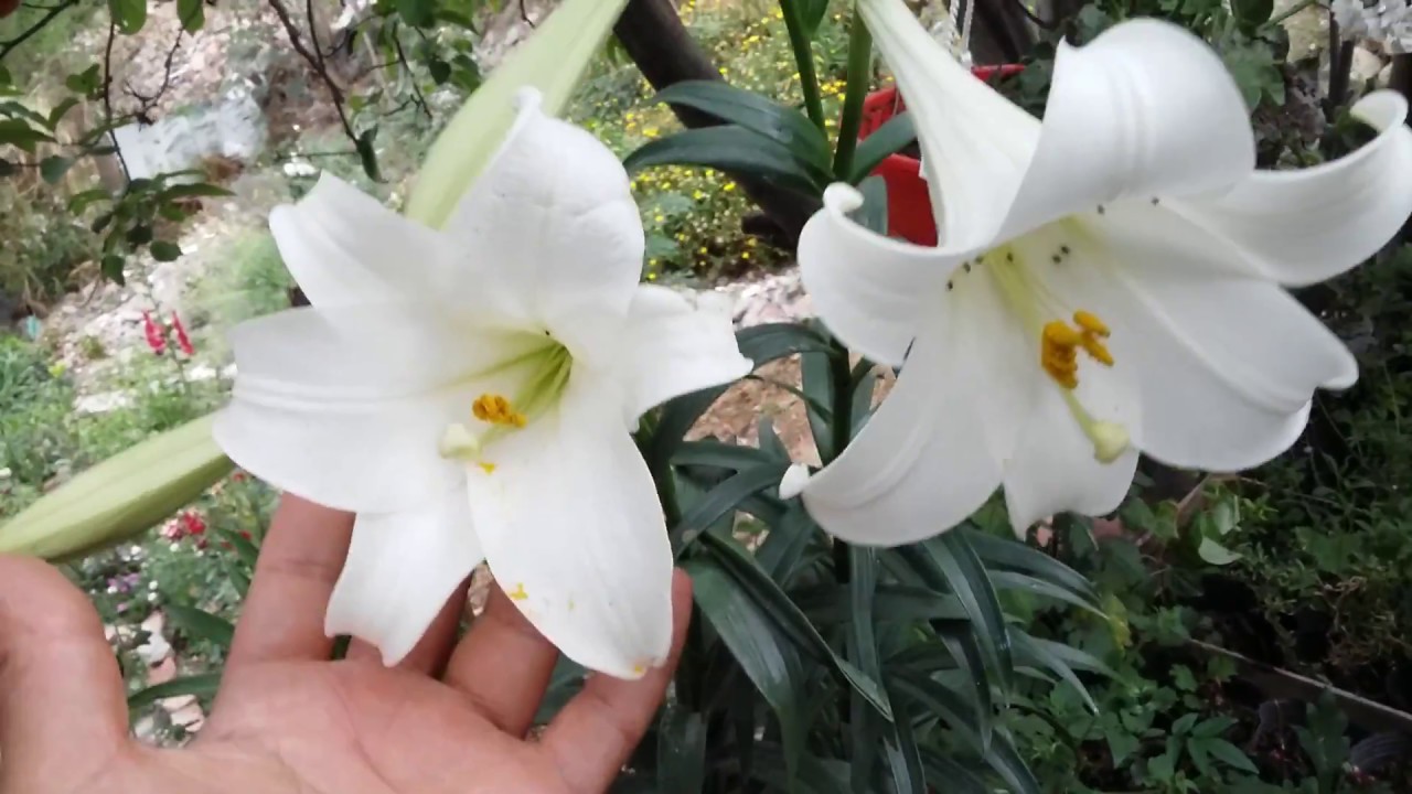 Lilium Longiflorum / Azucena / Vara de San Jose / Lirio blanco - YouTube