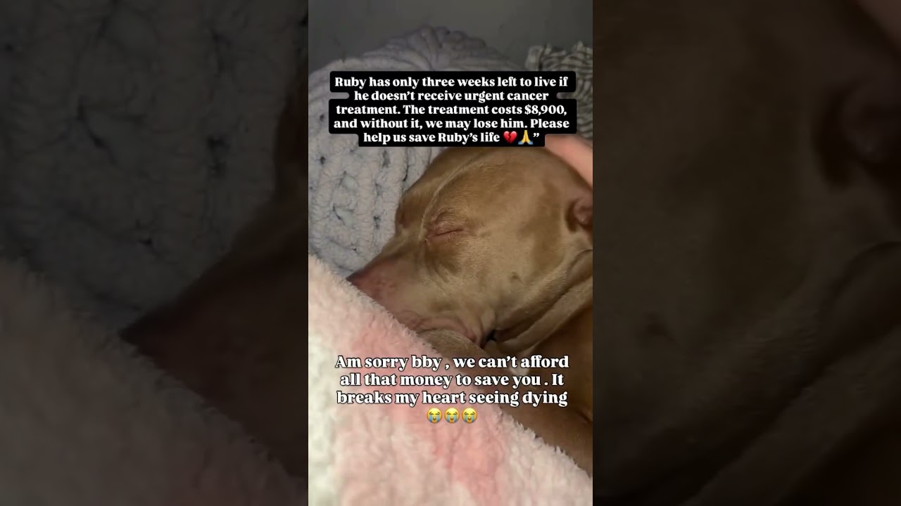 Ruby has 3 weeks to live without cancer treatment costing $8,900. Please help via link in bio🙏❤️