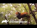 Preparativos para el nacimiento de un panda rojo | El Zoológico del Bronx | Animal Planet