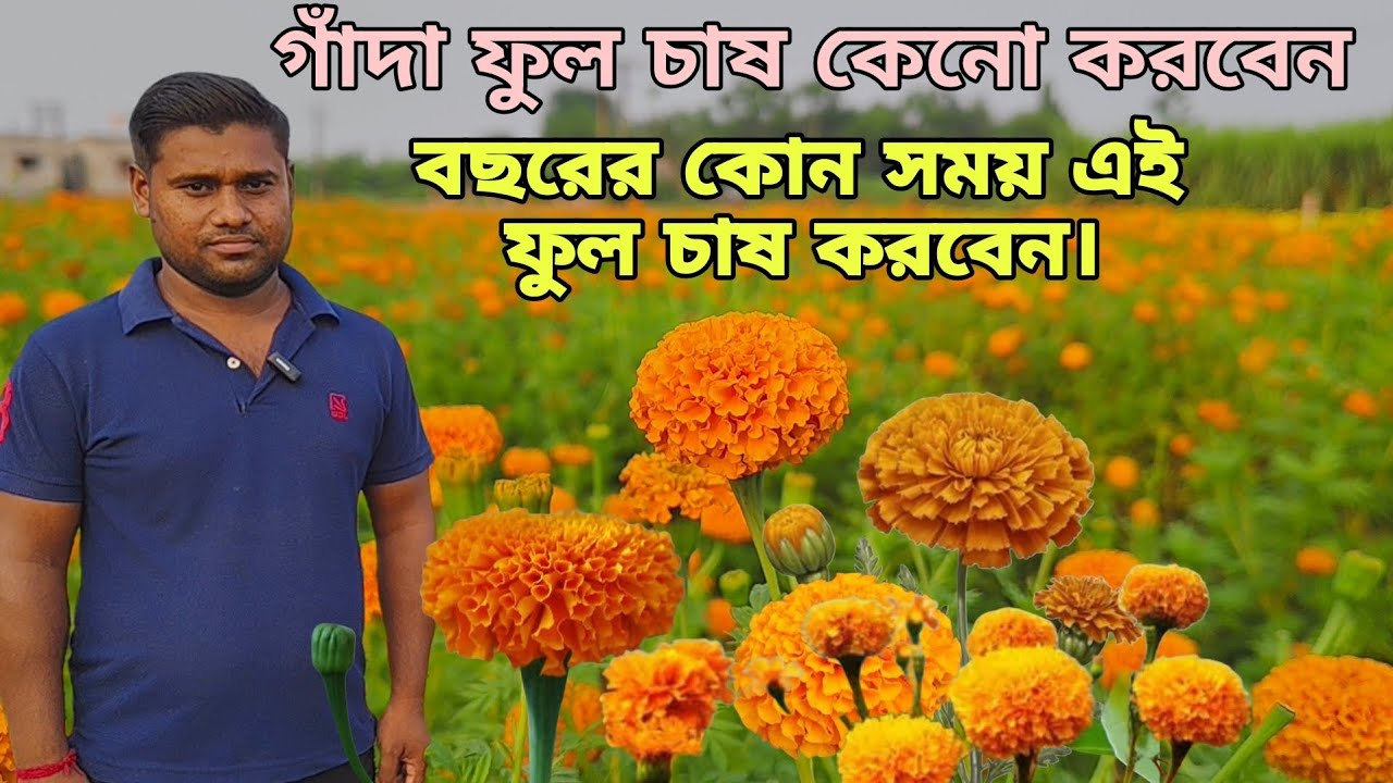 গাঁদা ফুল চাষ কতটা লাভজনক?গাঁদা ফুল চাষ পদ্ধতি।। লাভজনক ফুল চাষ।।Marigold  flower Farming in India.
