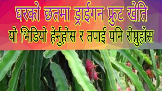 घरको छतमा ड्राईगन फ्रुट खेती , dragon fruit , kausi kheti, कौसी खेती , ghar ko chhatma dragon fruit