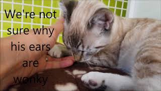 Evander the Lynx Cross Siamese Mix ***ADOPTED***