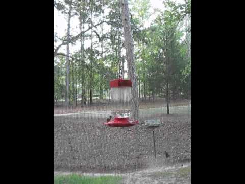 Hummingbirds at Casa de Newsome 09 13 2011