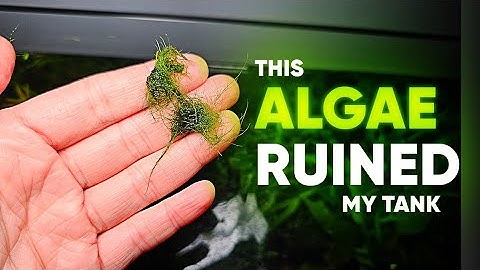 The WORST Algae in the Aquarium... and it