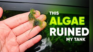 The WORST Algae in the Aquarium... and it's not BBA