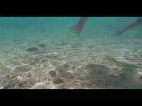 Mean Humu Picasso Triggerfish - YouTube