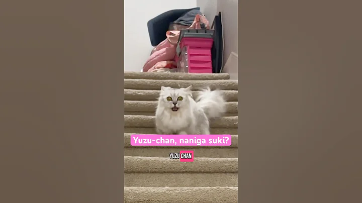 Watch the video about She did it on the first try too! #munchkin #kitty #talkativecat