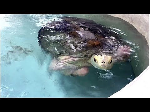 Mutilated sea turtle becomes poster child for environmental conservation