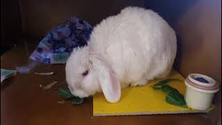 Loving My Cold Tile On A Hot Summer Day