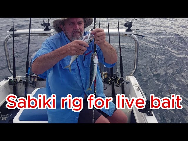 Sabiki rig for live bait 