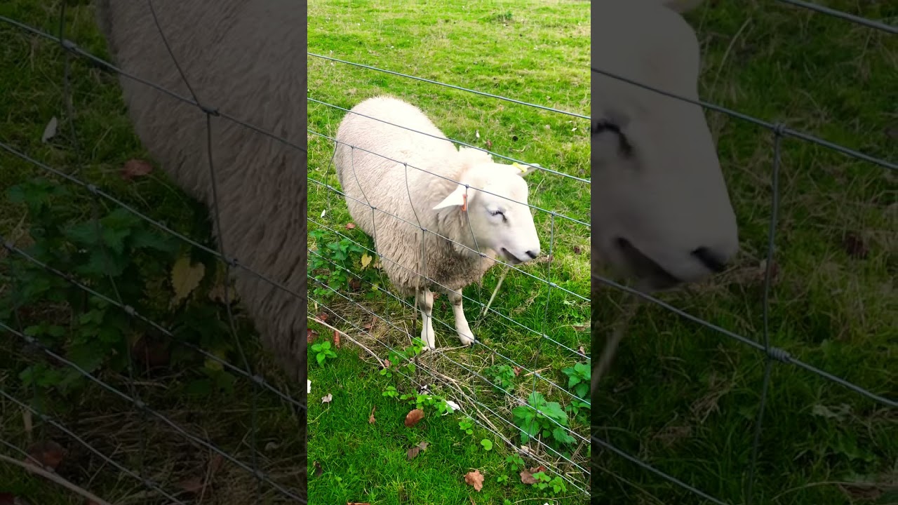 Moments in nature during the day to observe and ease the mind 🌿🐏