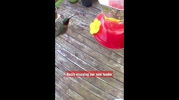 Buzzy Is Enjoying A Morning Snack From Our New Feeder 😋 [Ruby-throated Hummingbird]