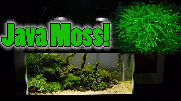 Floating Java Moss Ball with Plant