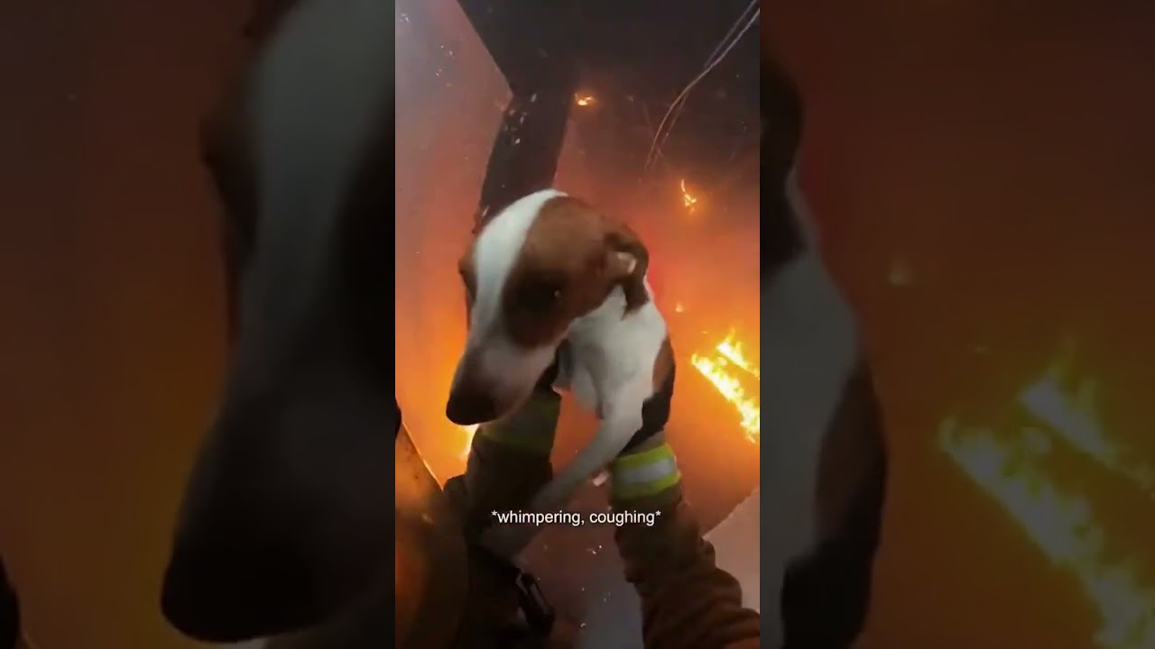 Firefighter Runs Into Flames to Save Trapped Dog
