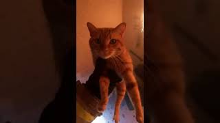 Firefighter Risks His Life To Save A Cat