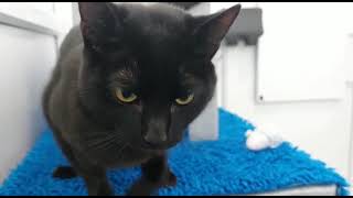 Career Overview Binx *Now gone to his forever home*