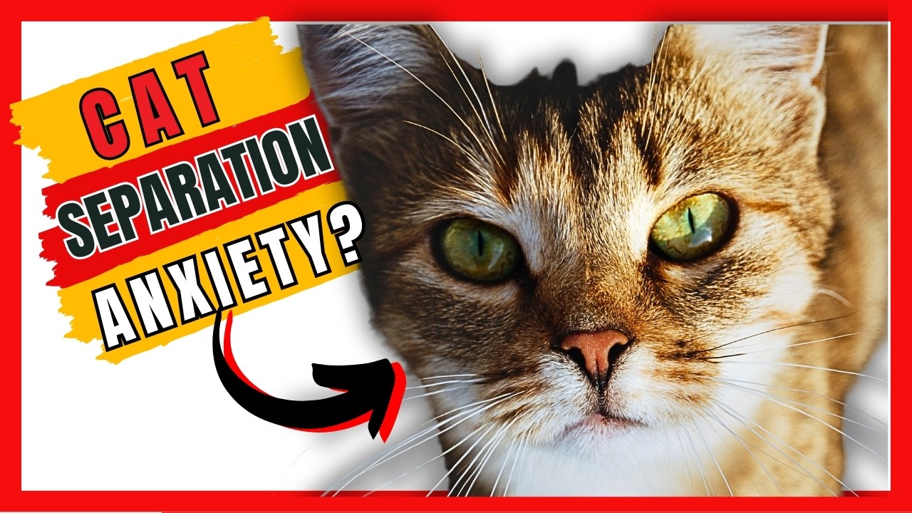 Photo inspiration: Visual Reference: 8 Signs Of Separation Anxiety In Cats How You Can