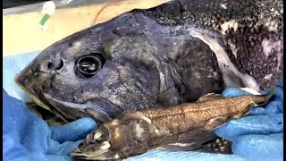 ✅  １メートルを超える新種の深海魚を駿河湾で発見したと、海洋研究開発機構などの研究チームが２５日発表した。深海魚のグループであるセキトリイワシ科の一種で、同科で最も大きく、深海の生息エリアでは食物連