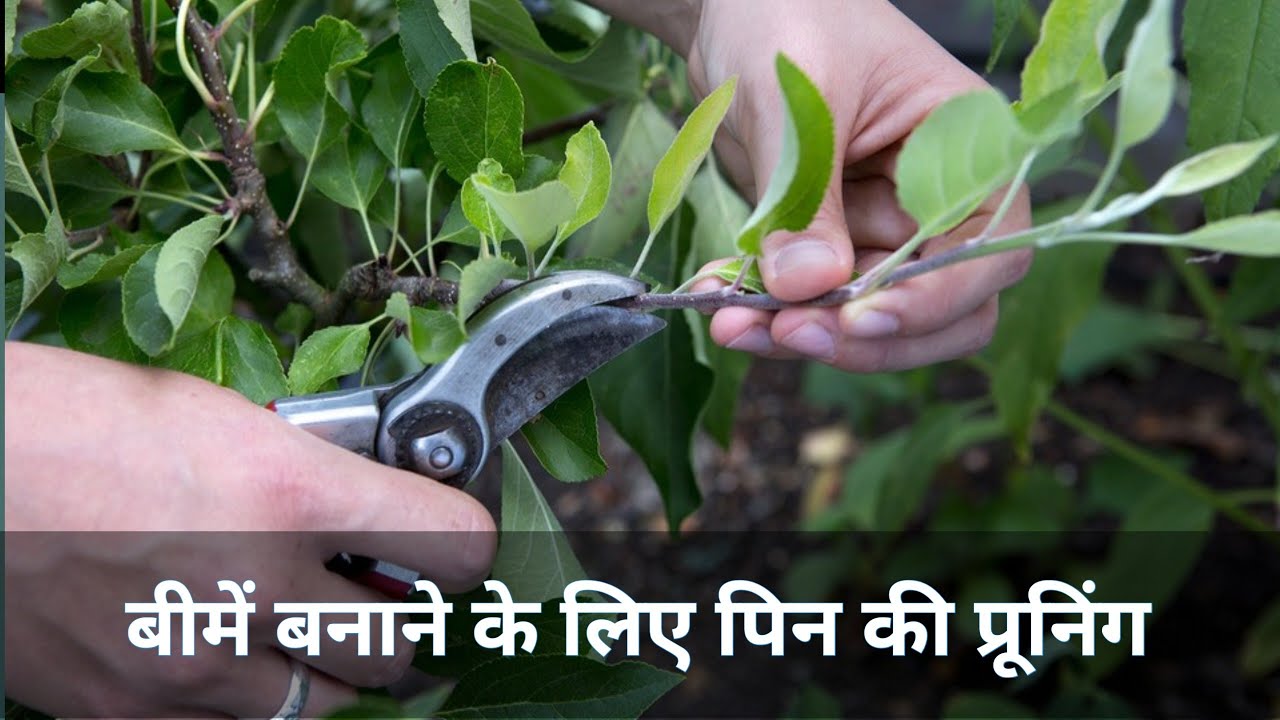 Apple Plants Pruning Pin & Water Sprouts Pruning Summer Pruning