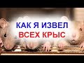 Самые лучшие крысоловки мышеловки