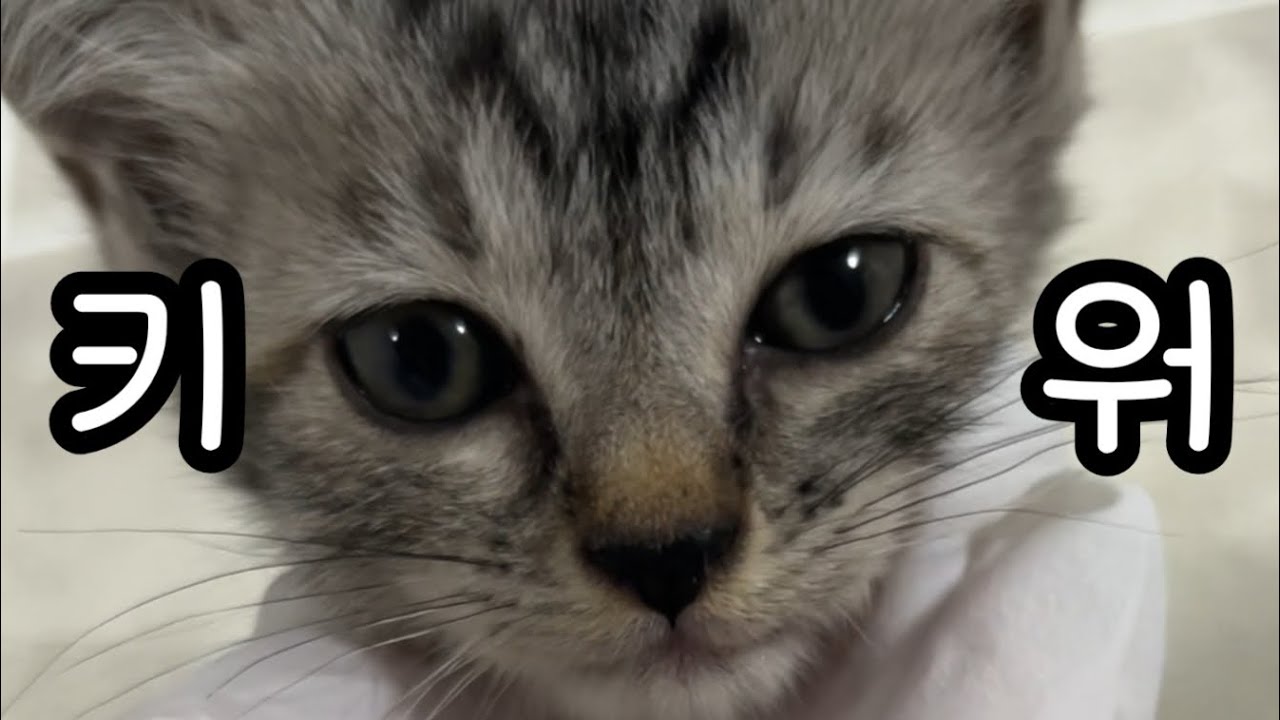 아기고양이 냥줍이 이런거구나
