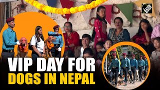 KukurTihar: Dogs celebrate VIP Treatment in Nepal