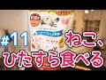 【カリカリ】猫がミャウミャウ　カリカリ小粒タイプまぐろ味を食べる