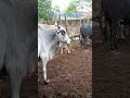 A cara do boi #fazenda