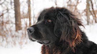 Scent Training with Newfoundland Dogs  A Comprehensive Guide