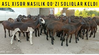 ASL KASHTAN XISOR QOʻZILAR KELDI SHOSHILAMIZ