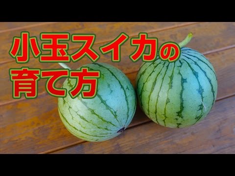 山新 小玉スイカの育て方 How To Grow Kodamasuika Watermelon Youtube