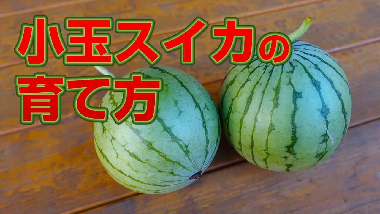 山新 小玉スイカの育て方 How To Grow Kodamasuika Watermelon Youtube