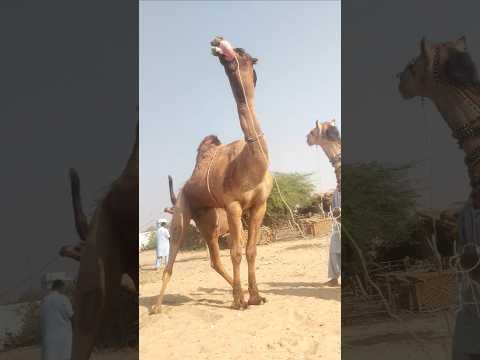 هدير الجمل وهدارته مع لهاته في مشهد من قناة البادية الرسمية