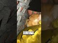 Don't touch his chips!! 😂🐱                                     🎥: Erin Bamber via ViralHog