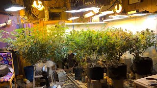 Ultra Indoor Marijuana Flowering Lighting Combination