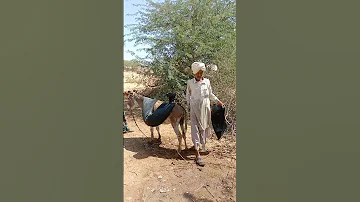 الشيخ الذي أفرط في مدح الحمار حتى تجاهله الناس 