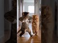 Vision 3.0 - Med Maui #rapfr #musique #catdance