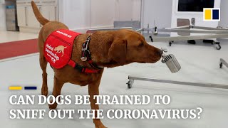 UK researchers plan to train dogs to detect coronavirus in humans