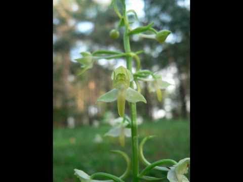 Video: Druhy Severních Orchidejí