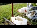 Куриный трактор. Новая конструкция. chicken tractor #содержаниекур